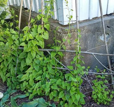 Billede af plante